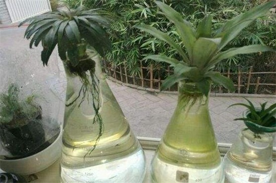 水培菠萝的种植方法，4个步骤水培种植菠萝