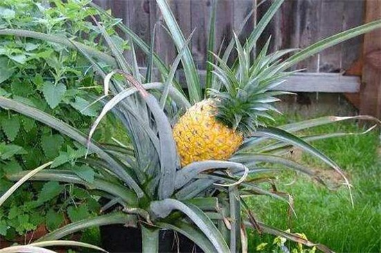 菠萝栽培技术，改善土壤播种生根养护