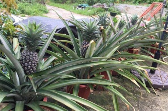 菠萝栽培技术，改善土壤播种生根养护