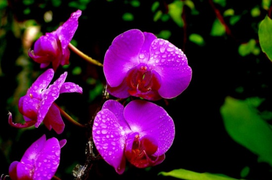 蝴蝶兰用什么肥，磷钾肥可促进花芽形成