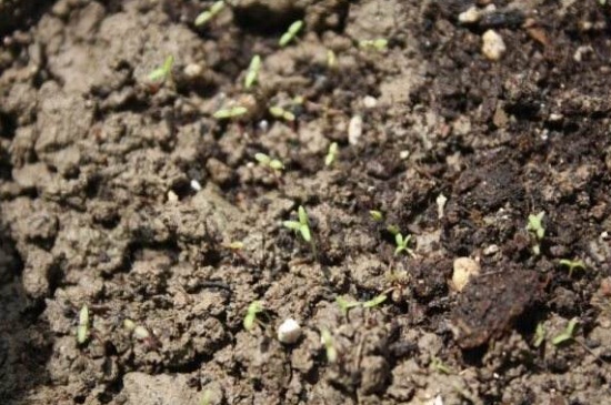 冬天太阳花苗种植方法，4个步骤种植太阳花苗