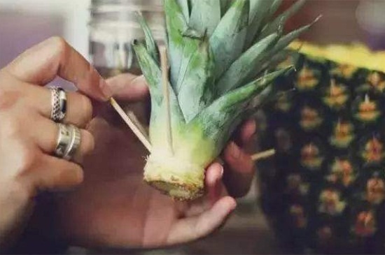 菠萝在家怎么种植，菠萝树种植方法