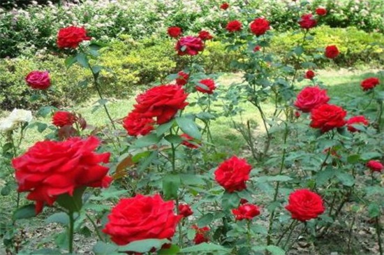 玫瑰种子快速催芽方法，低温浸泡播种发芽