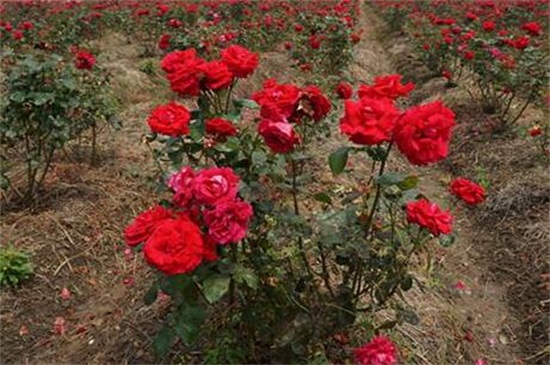 玫瑰种子快速催芽方法，低温浸泡播种发芽