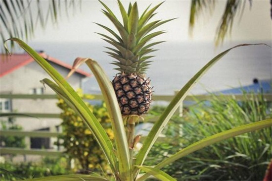 菠萝一年结几次果，正常情况下在一年结1～2次果