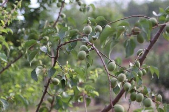 杏树嫁接月季方法，不是同属植物不能嫁接