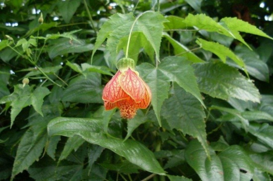 灯笼花的繁殖方法，4种灯笼花繁殖方法