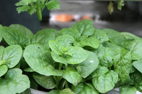木耳菜种植适宜温度，20℃～30℃之间种植最佳