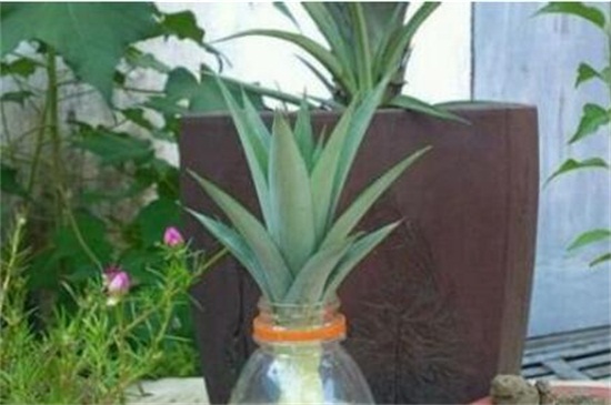菠萝怎么过冬，光照控温控水停肥