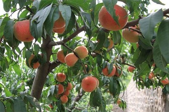 桃子树怎么修剪，4个步骤修剪桃子树