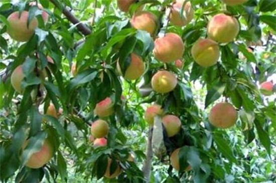 桃子树怎么修剪，4个步骤修剪桃子树