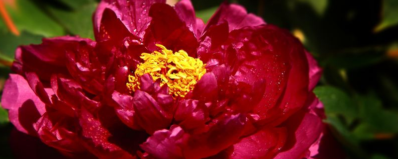 红木香花的花期
