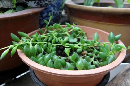 珍珠吊兰一粒能繁殖吗，配制盆土扦插生根养护