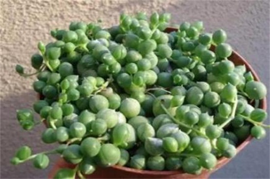 佛珠吊兰的栽培方法，扦插繁殖光照养护