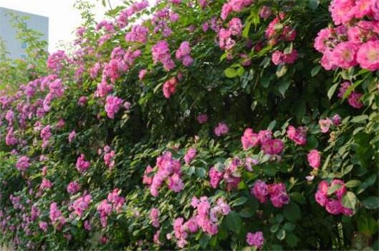 红木香蔷薇怎么养，5个步骤养殖红木香蔷薇