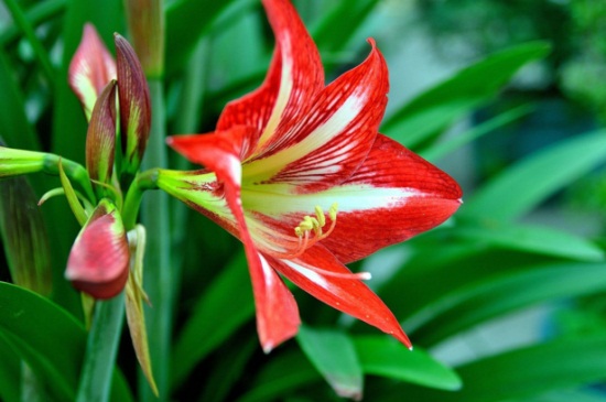 耐阴又容易开花的植物，这4种花卉耐阴极强易开花