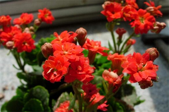 冬季播种的花有哪些，盘点八大耐寒花卉