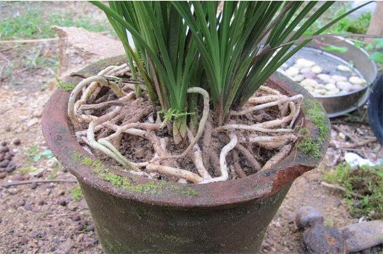 松树皮种兰花需加土吗，不加容易使根须腐烂