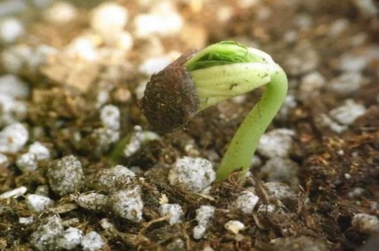 蒲公英种子一天能发芽吗，播种后需7～15天发芽