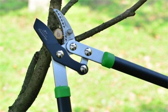 发财树的修剪方法