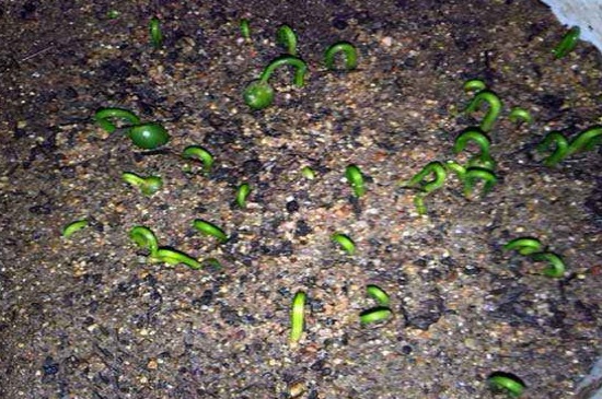 罗汉松几月发芽，播种后10天内便可发芽