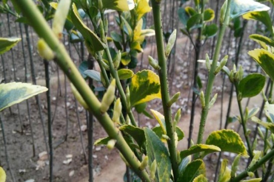 黄杨快速发芽方法，4种方法促进芽点生长