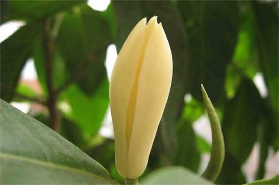 黄桷兰和白兰花的区别，四种方法区分两者