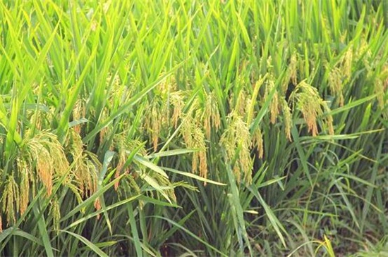 巨型水稻种子哪里有售