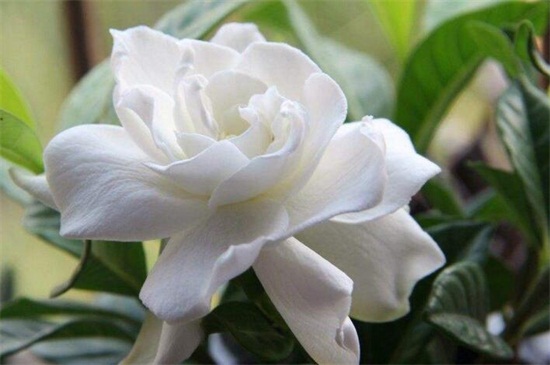 十大最香的花，盘点10种最香最美花卉