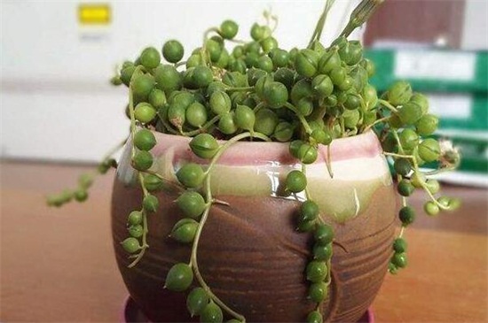 盆栽佛珠的养殖方法，4个要点教你掌握养爆盆技巧