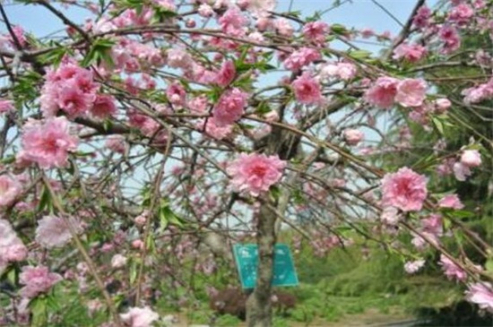 垂枝碧桃的养殖方法，5个步骤养殖垂枝碧桃