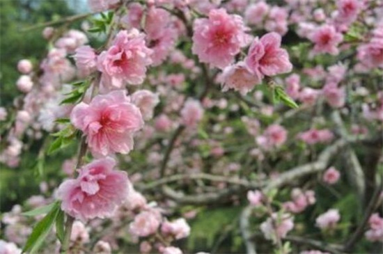 垂枝碧桃的养殖方法，5个步骤养殖垂枝碧桃