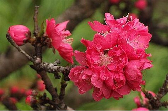 碧桃的养殖方法和注意事项，枝条嫁接栽植养护