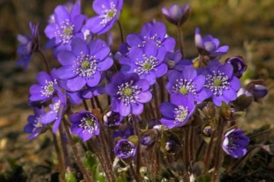 紫罗兰品种大全，花期区分各大品种
