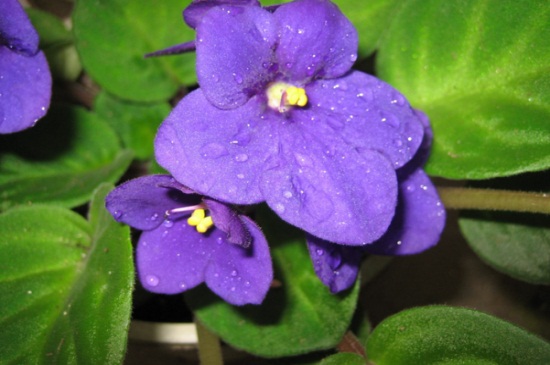 紫罗兰品种大全，花期区分各大品种