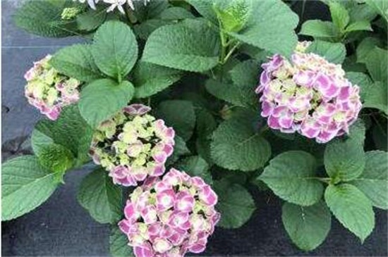 八仙花的花期管理，适当光照控温追肥
