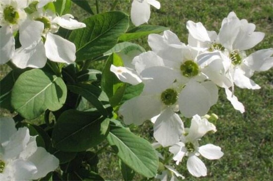 白鹃梅的繁殖方法，种子播种栽植生根发芽