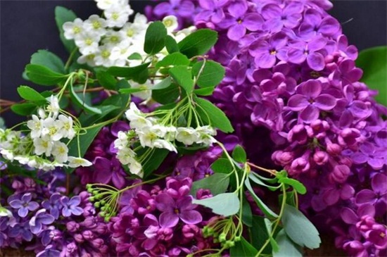阿斯匹林不适合养的花，盘点4种喜碱性花卉