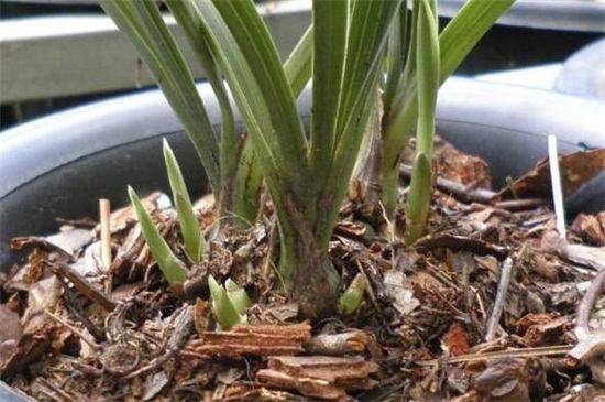 松树皮种兰花的配方，适合兰花生长的最佳4种配方