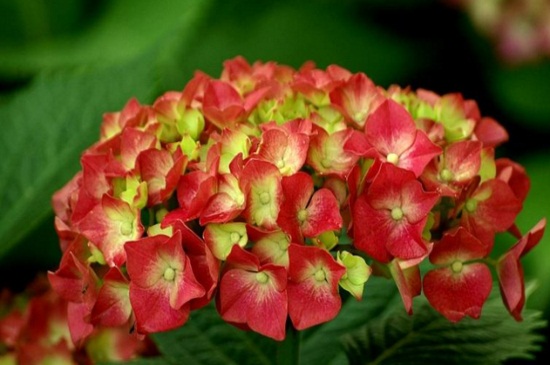 八仙花的品种，详解常见4大品种