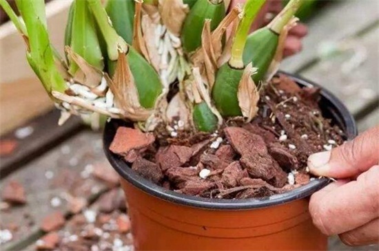 兰花植料经典配方树皮，4种最经典兰花植料配方
