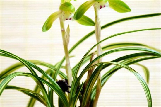 阿司匹林养兰花喷叶还是浇根，浇根更利于根系生长