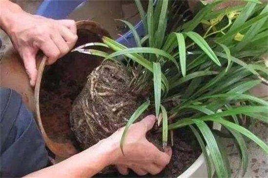 植物换盆后要浇水吗，正常情况下浇水比较适合