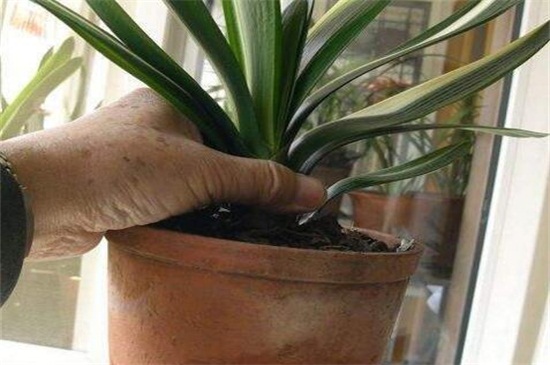 植物换盆后要浇水吗，正常情况下浇水比较适合