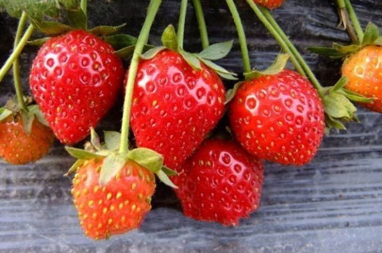 草莓不开花是什么原因，光照不足或是肥水不当