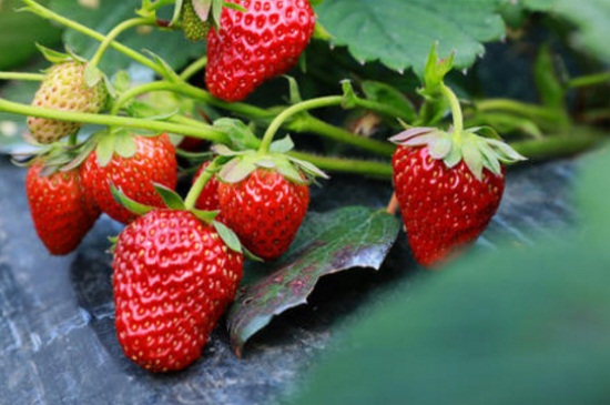 草莓休眠了怎么办，喷洒赤霉素并升高温度