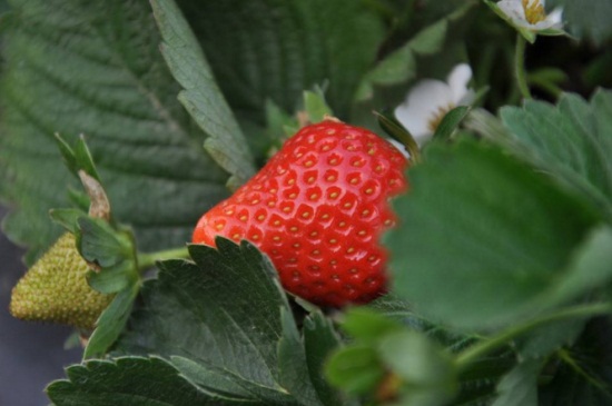 草莓休眠了怎么办，喷洒赤霉素并升高温度