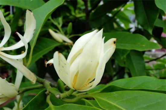 白兰花可以种在庭院吗，会破坏风水不可栽植