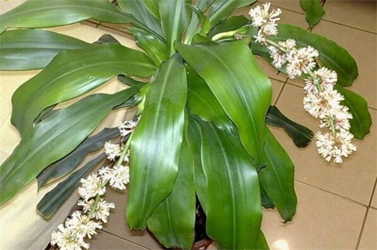 也门铁和巴西木的区别，植株形态叶片花朵不同