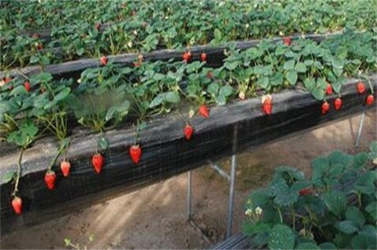 家庭无土栽培草莓怎么养，无土栽植光照养护